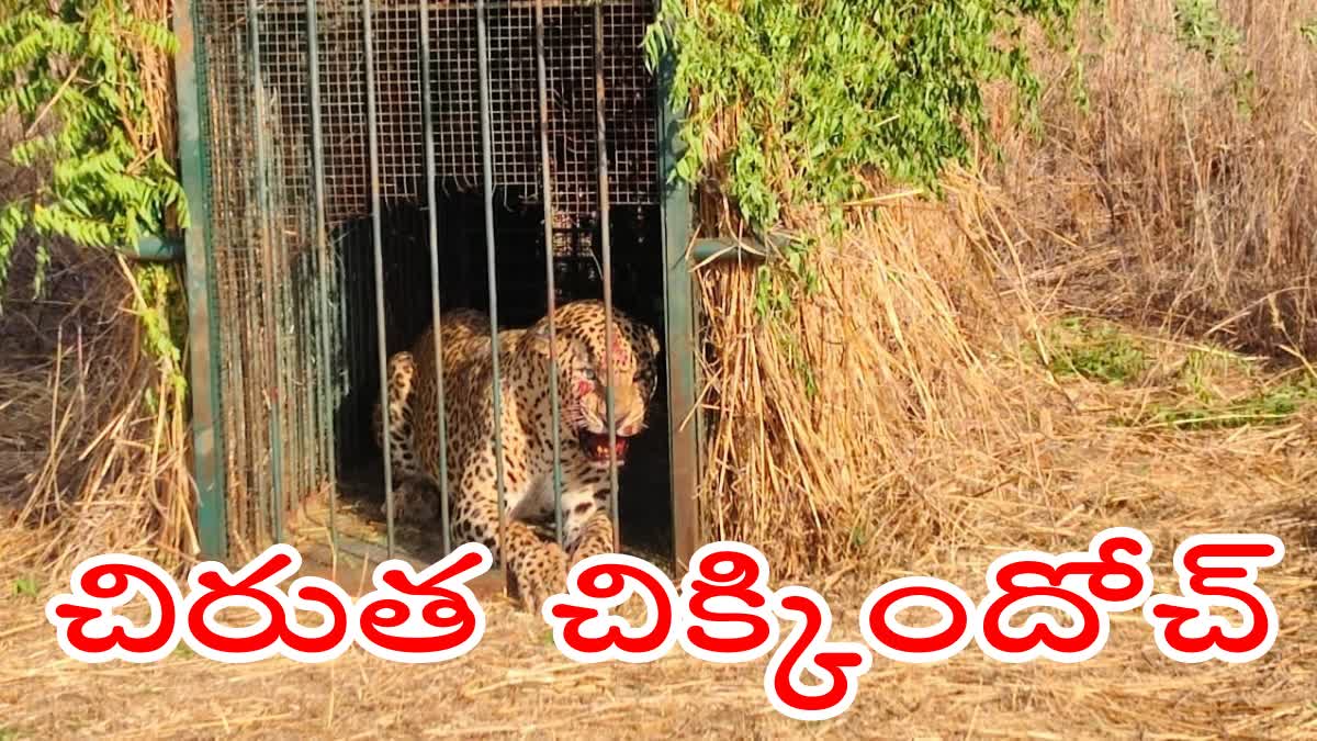 Leopard_Trapped_At_Shamshabad_Airport