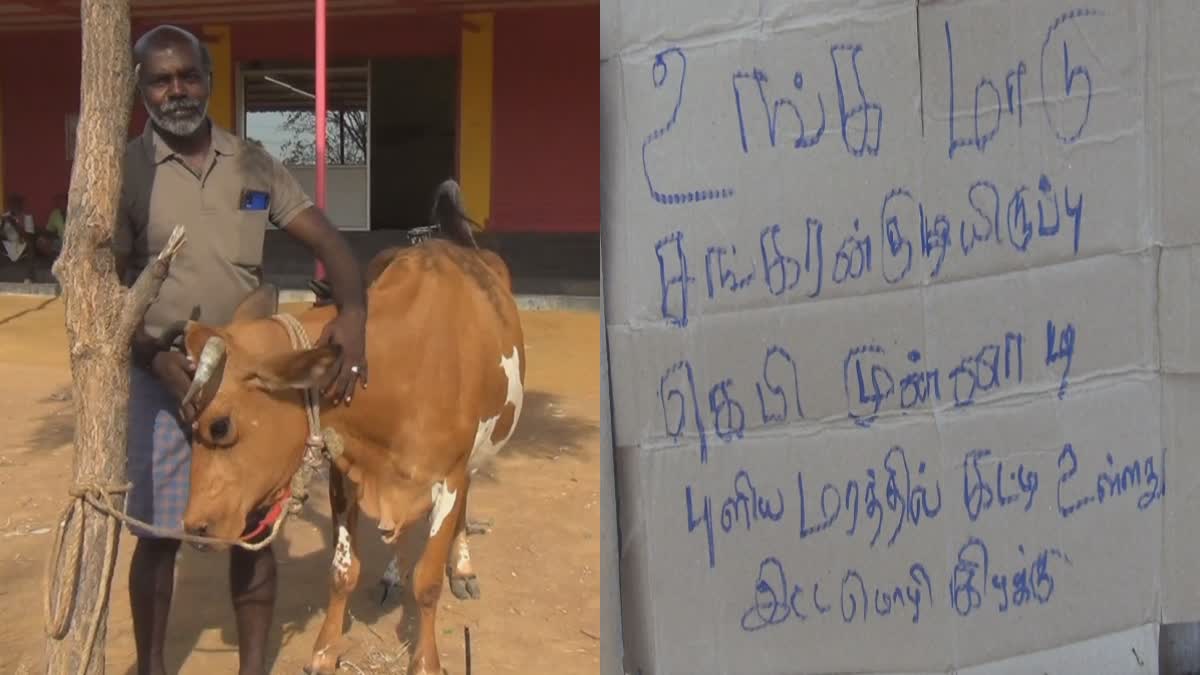 காணமல் போன மாட்டின் புகைப்படம்