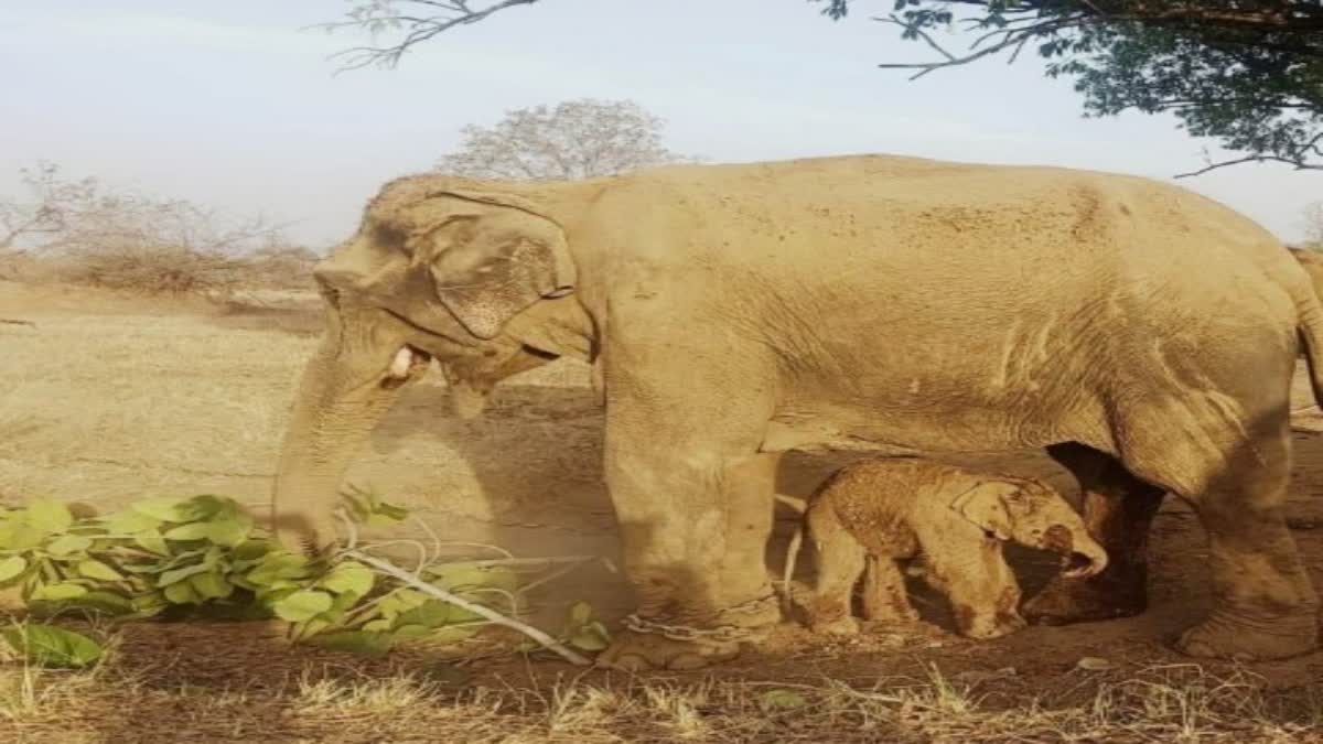 Panna Tiger Reserve elephants