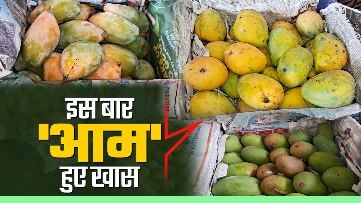 MANGO PRICES INCREASE