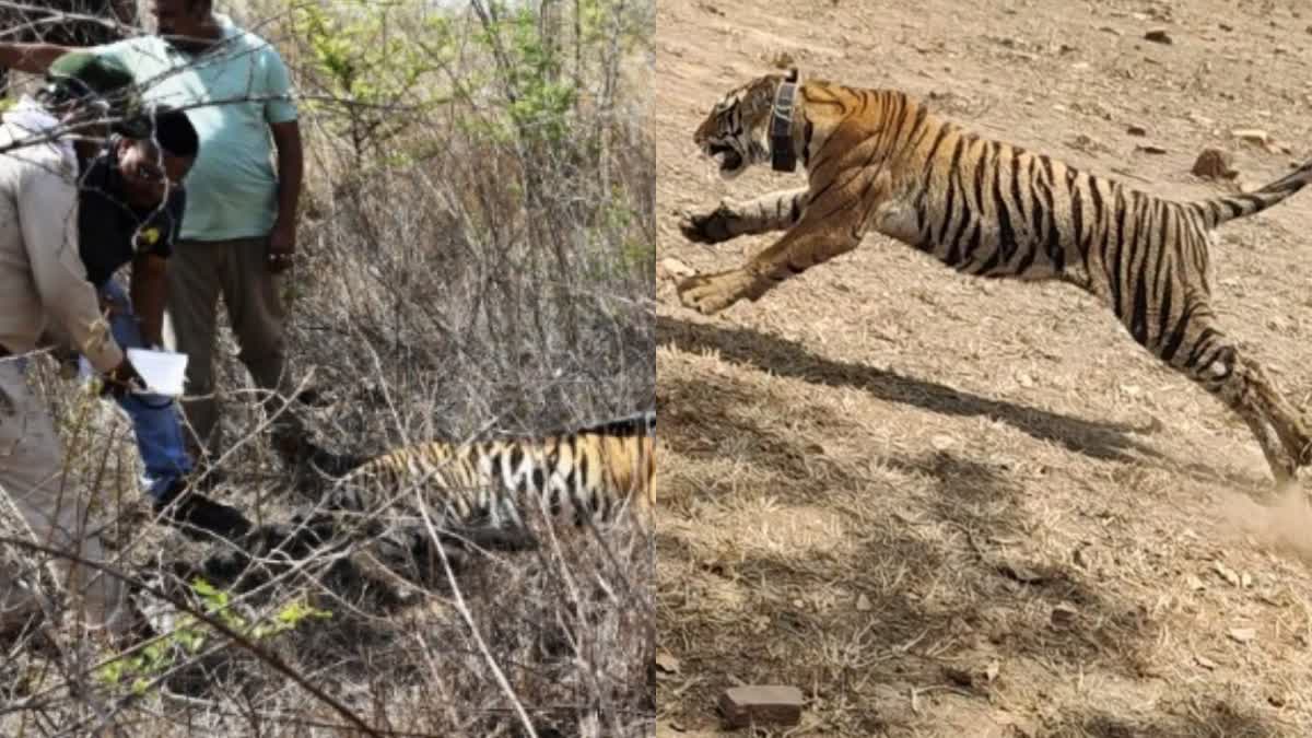 PANNA TIGER RESERVE RESCUED TIGRESS