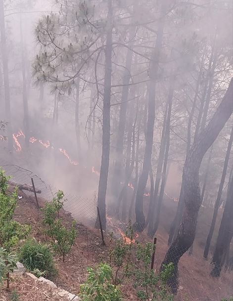 Almora forest fire