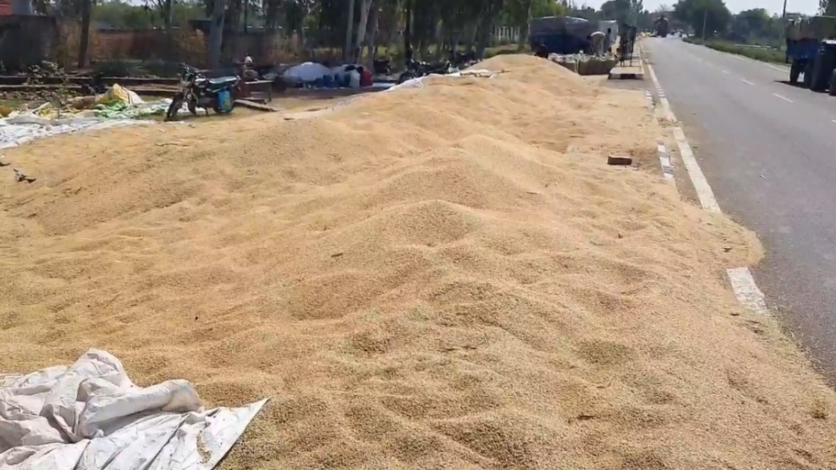 Haryana Grain Market Update