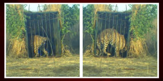 Leopard Caught