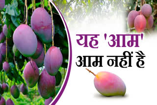 MIYAZAKI MANGO GROW IN JABALPUR