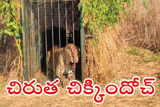 Leopard_Trapped_At_Shamshabad_Airport