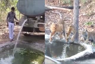 WATER ARRANGEMENTS FOR ANIMALS