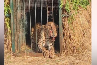 LEOPARD TRAPPED