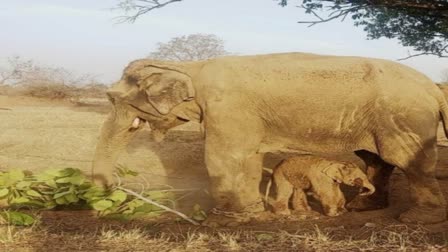 Panna Tiger Reserve elephants