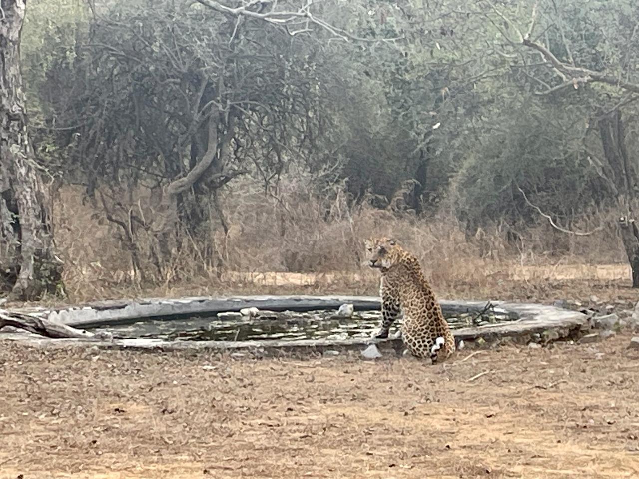 International Leopard Day 2024