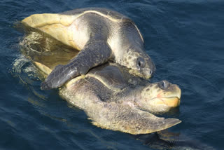 Olive Ridley Sea Turtles