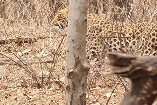 World Leopard Day