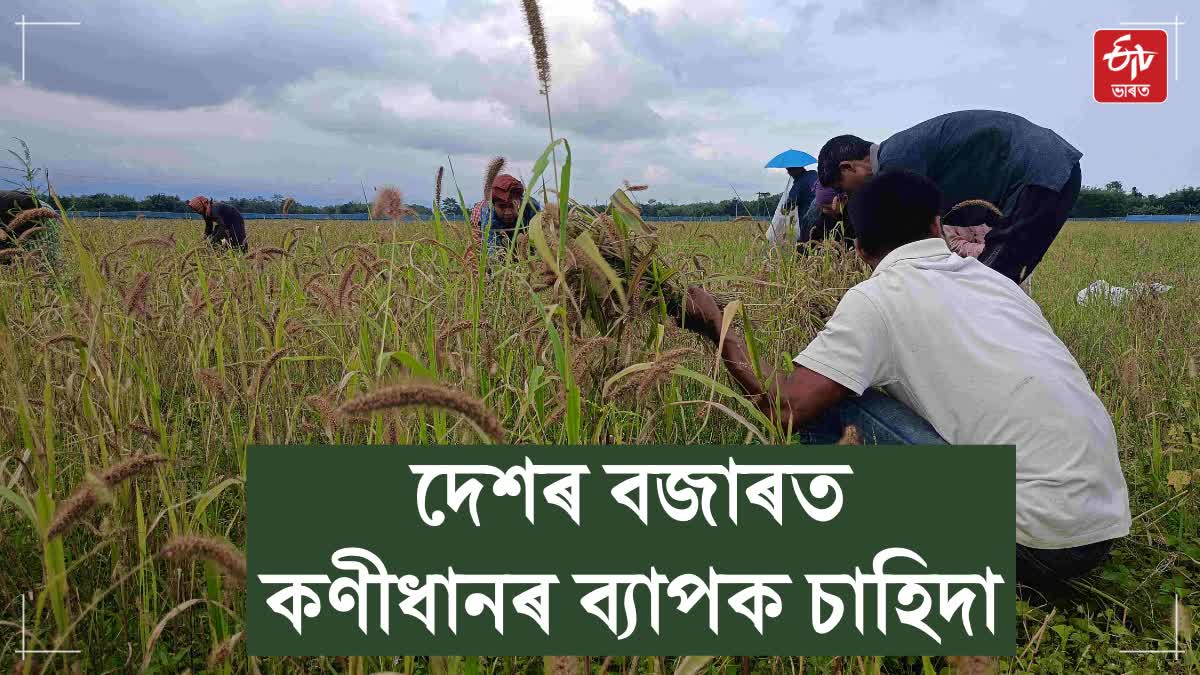 AASU WORKER FOXTAIL MILET CULTIVATION IN DHEMAJI