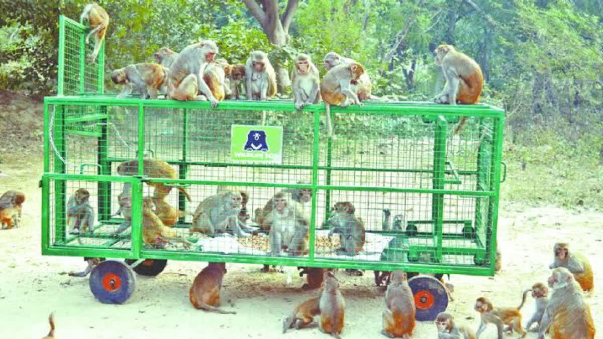 आगरा में मंकी रेस्क्यू सेंटर  बनेगा.