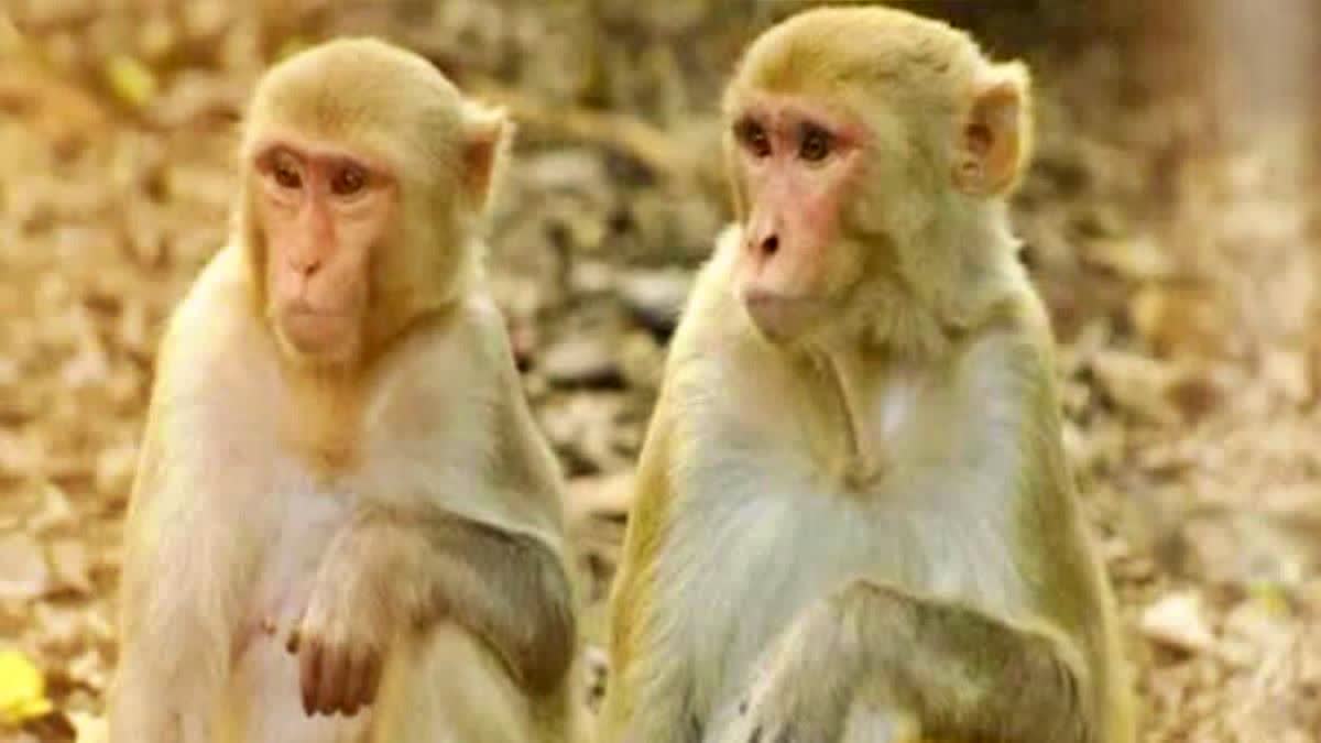 Death of monkeys in Palamu