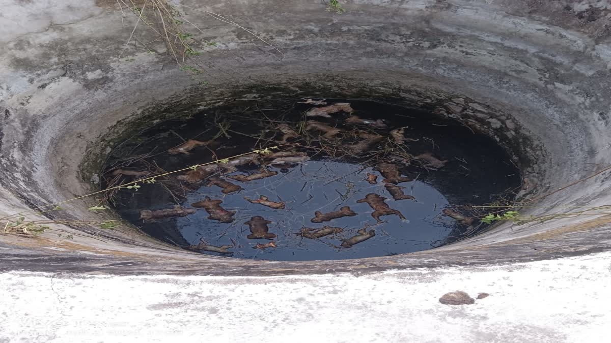 Death of monkeys in Palamu