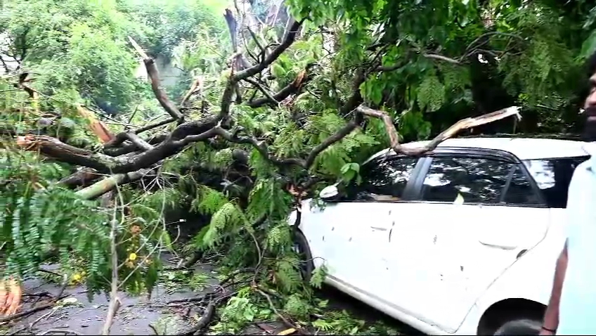 Tree fallen on Car