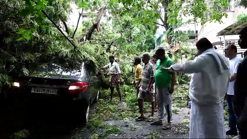 Tree fallen on Car