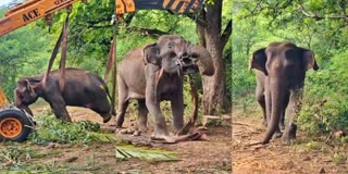 After 4 days treatment Woman Elephant has been released in Covai Maruthamalai Forest