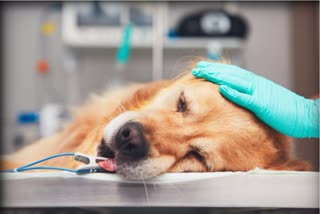 दिल्ली के अस्पताल में कुत्ते के दिल की सर्जरी