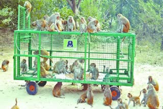 Monkey rescue center