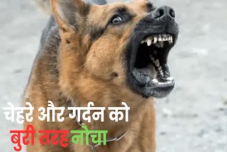 Dog Bites in chhattisgarh