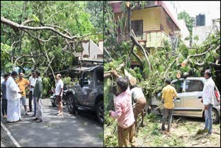Trees fallen on houses and Vehicles