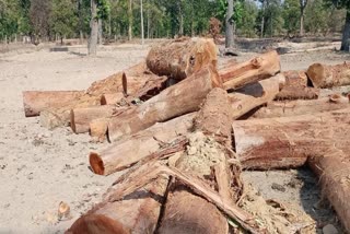 Wood smuggling By forest workers in Koriya
