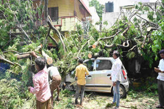 Trees uprooted in Bengaluru heavy rains.