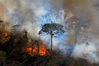 Himachal Forest Fire