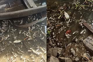 HC AGAINST IRRIGATION DEPARTMENT  POLLUTION CONTROL BOARD  FISH DEATH  പെരിയാറിലെ മത്സ്യക്കുരുതി