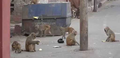 ತಾಜ್​ನಗರಿಯಲ್ಲಿ ಹೆಚ್ಚಿದ ಮಂಗಗಳ ಕಾಟ