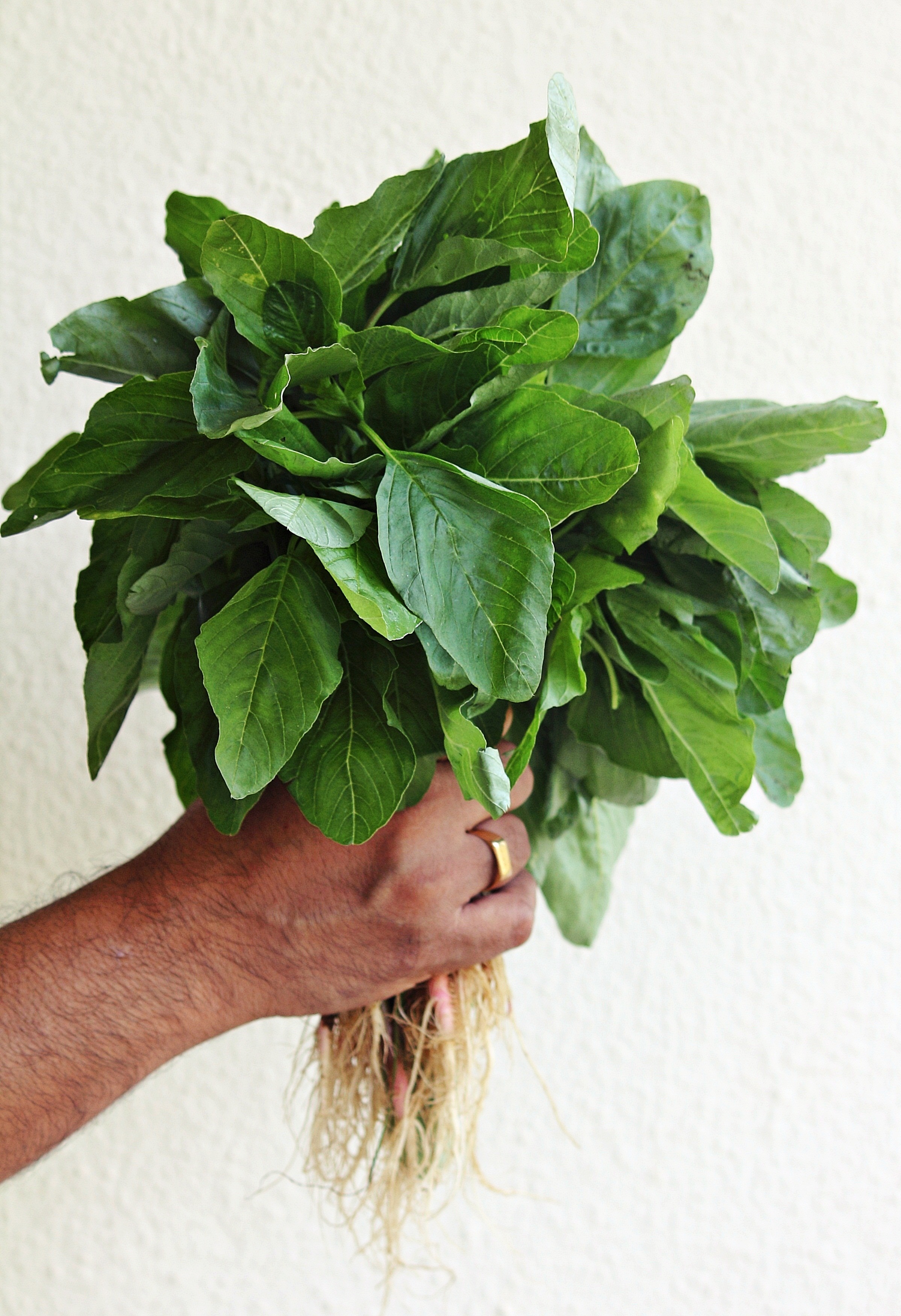 Thotakura
