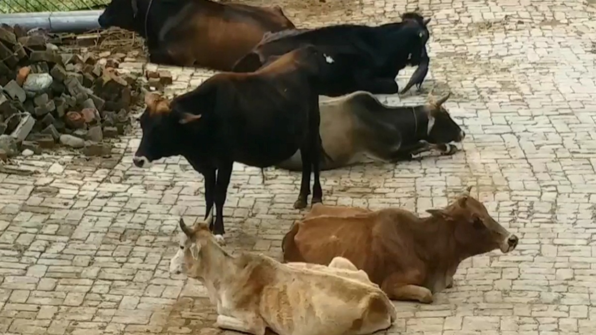 पशुधन को रोगों से बचाने के लिए एडवाइजरी जारी