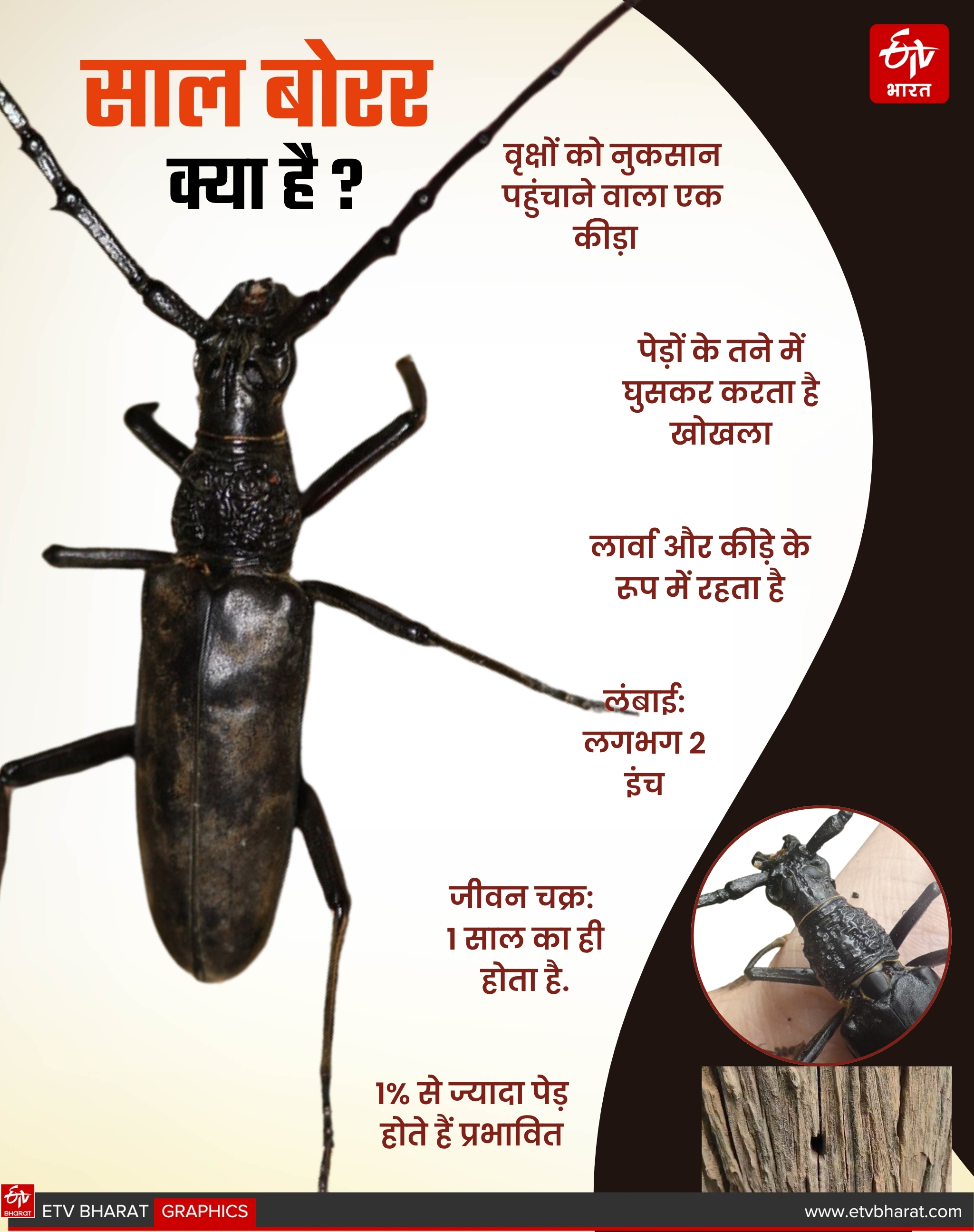 SAL BORER WORM INFO