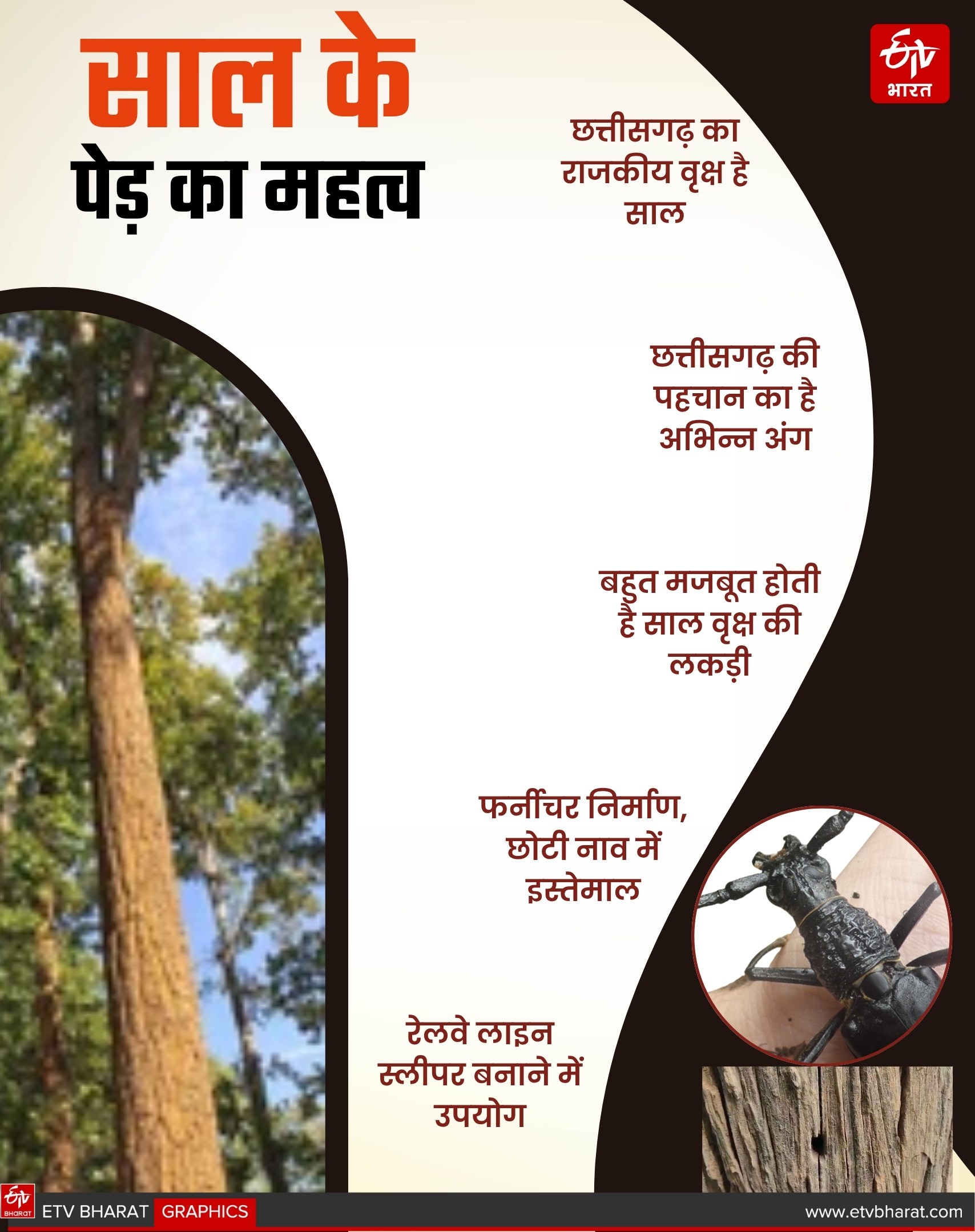 Importance Of Sal Tree