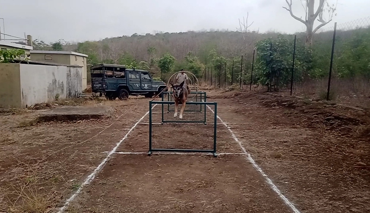 Galileo, The Dog Guardian Of Madhya Pradesh's Nauradehi Tiger Reserve, Who Has Jailed 91 Poachers