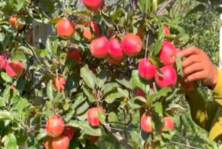A file photo of a Kashmir apple orchard