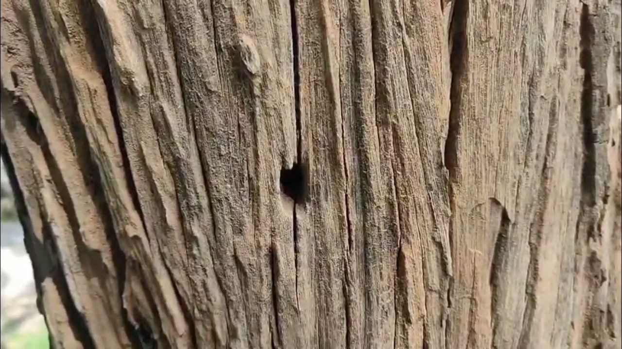 Forests Of Korba