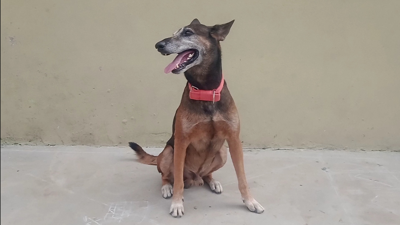 Galileo, The Dog Guardian Of Madhya Pradesh's Nauradehi Tiger Reserve, Who Has Jailed 91 Poachers