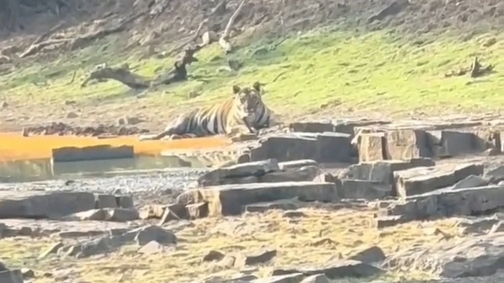 panna tiger reserve rare video