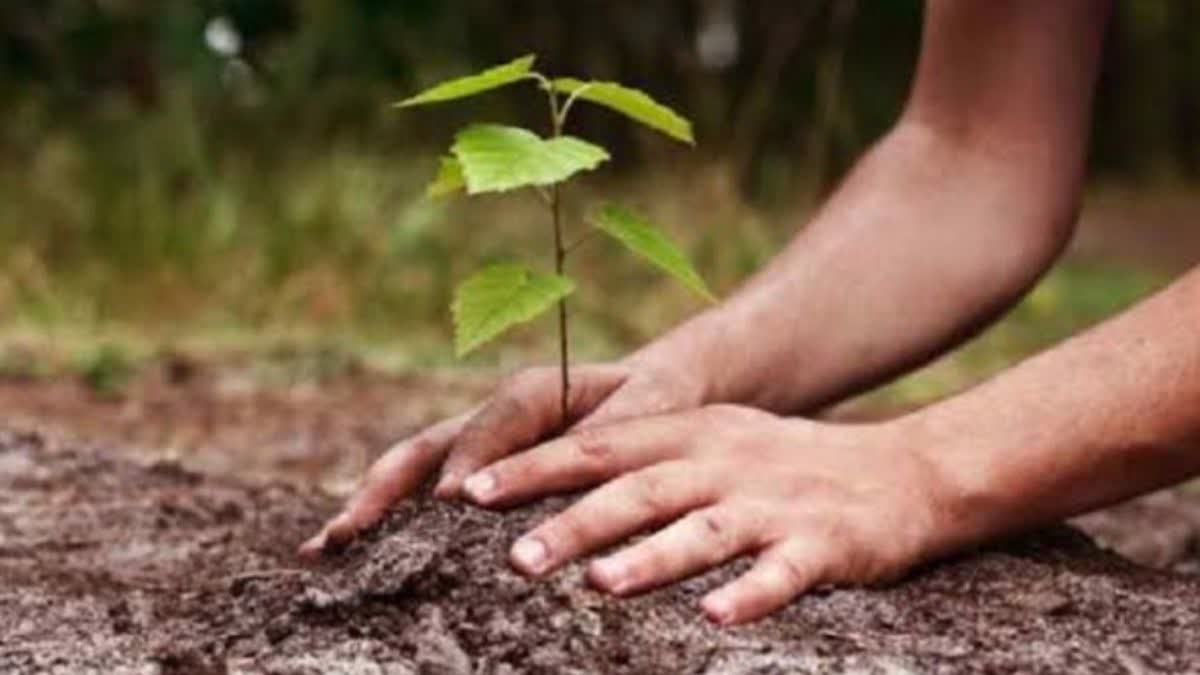 Importance Of Tree Plantation