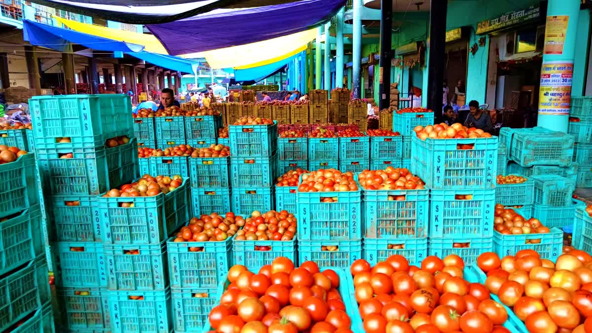 Tomato Price Hike in Himachal.