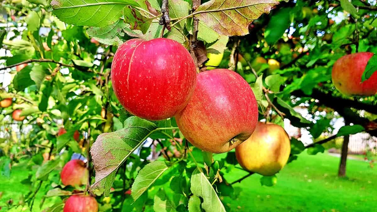 apple market solan