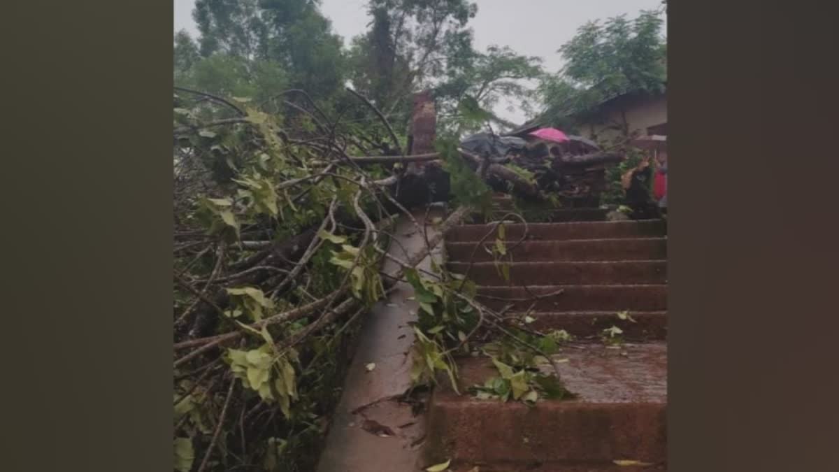 tree fell down in rain  tree fell down  student died  student death by tree fell down  കാസർകോട്  മരം  മരം കടപുഴകി വീണ്  വിദ്യാര്‍ഥിനിക്ക് ദാരുണാന്ത്യം  ആയിഷത്ത് മിൻഹ