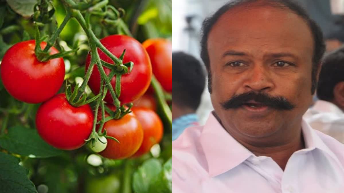 Tomato Price  Selling tomatoes in ration shops  Minister Periyakaruppan  Tamil Nadu  തമിഴ്‌നാട്ടില്‍ തക്കാളി കിലോ 60 രൂപയ്ക്ക്