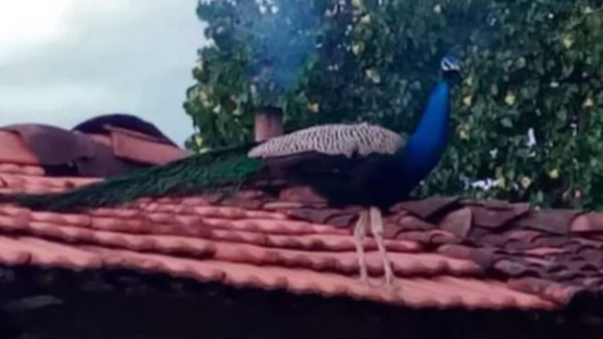 PEACOCK ATTACK ON WOMAN RESIDENT AT KARNATAKAS CHANNAPATNA