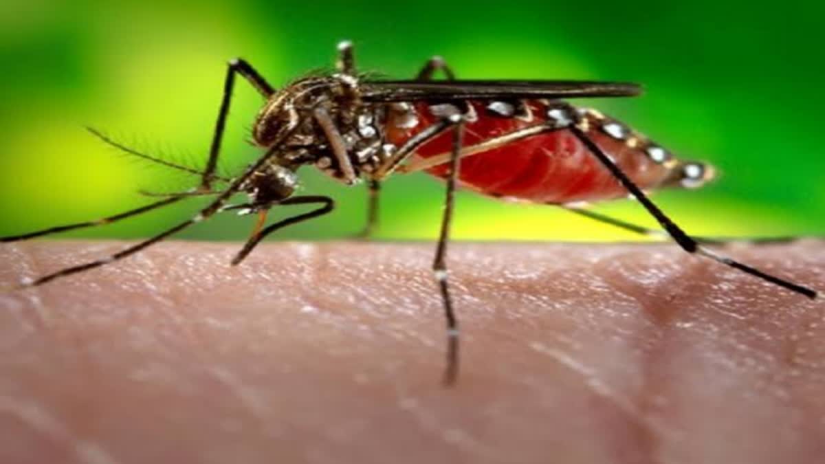 dengue