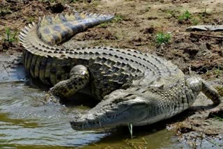 crocodile rescued from pond in angul