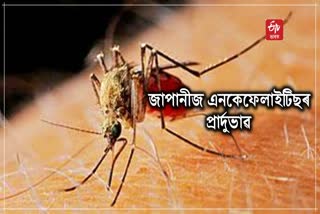 Japanese encephalitis on the rise in Sivasagar